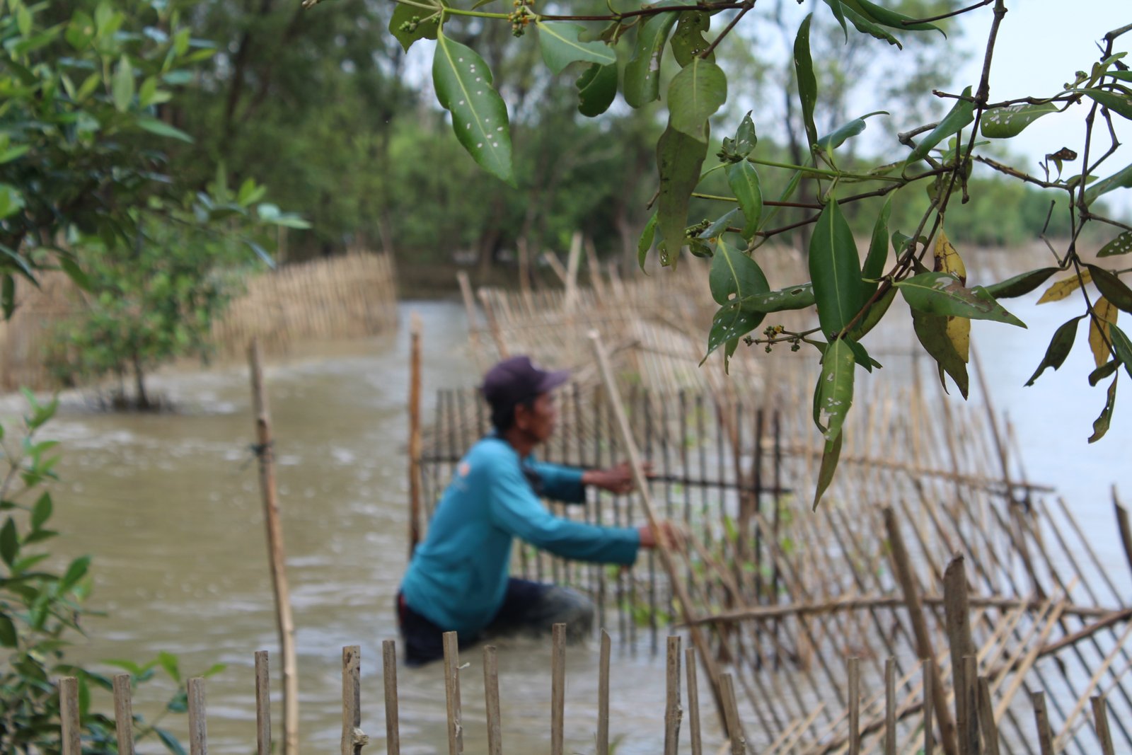 Penanaman Mangrove